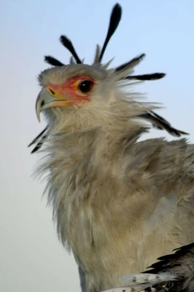 Grandes especies de África