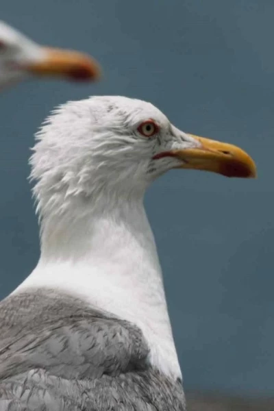 Las islas salvajes de Lanzarote