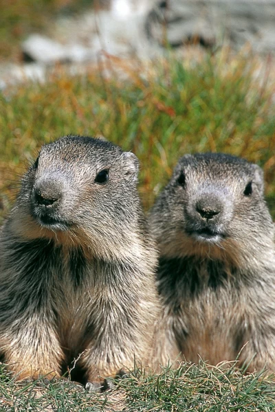 El clan de las marmotas