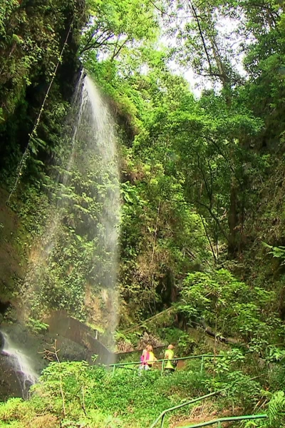 El escarabajo verde