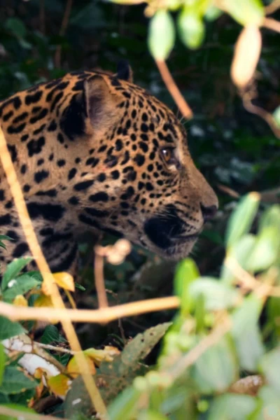 Rayas y manchas