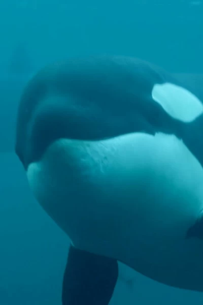La vida secreta de las orcas