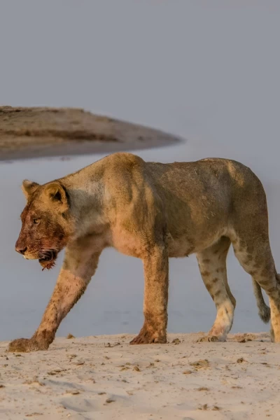 Gigantes de los ríos de África