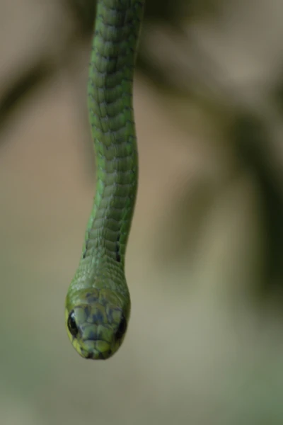 El mundo secreto de las serpientes