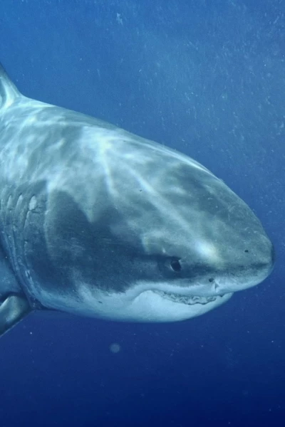 Los tiburones más grandes del mundo