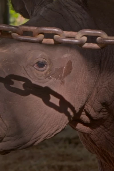 Secretos del Zoo: estrellas de Disney