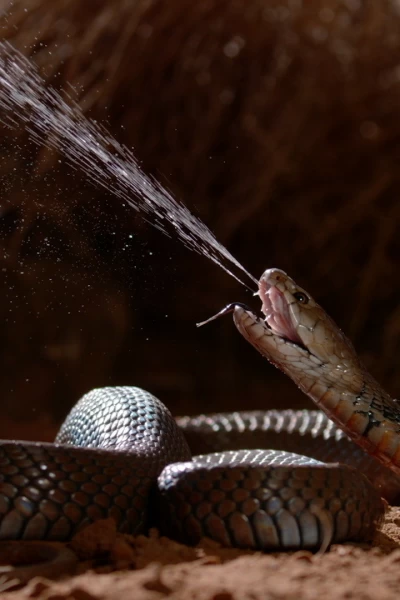 Serpientes: anatomía del veneno