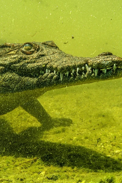 Cocodrilos del Okavango