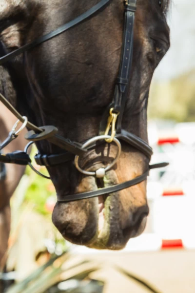 CSIO Barcelona