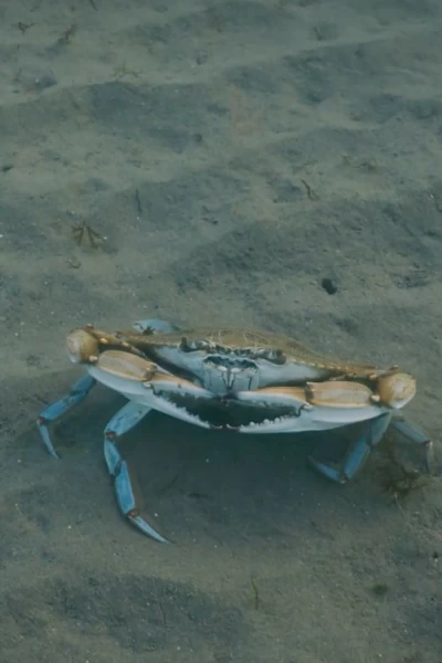 Crabe bleu, chronique d'une invasion