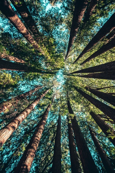 Idjanga, la forêt aux gorilles