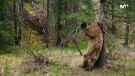 El poder de la naturaleza | BBC Earth en #0