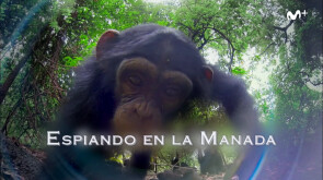 BBC Earth: Espiando en la manada | Avance | #0