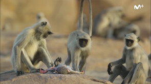 BBC Earth: Espiando en la manada | El langur robot | #0