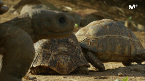 BBC Earth: Espiando en la Manada | Tortuga espía | #0
