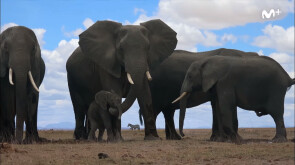 BBC Earth: Espiando en la Manada | Cría de elefante | #0
