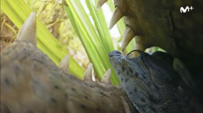 BBC Earth: Espiando en la Manada | Amor de madre | #0