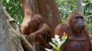 BBC Earth: Espiando en la Manada | Orangután espía | #0