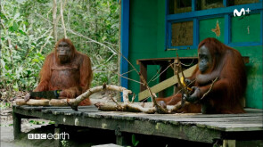 BBC Earth: Espiando en la Manada | Competición | #0