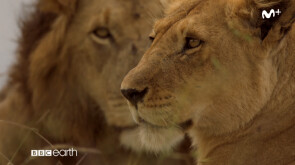Dinastías: Leones |#0
