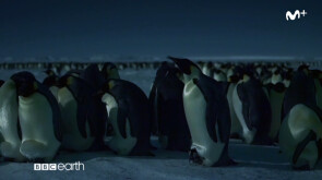 Dinastías: Pingüinos | #0