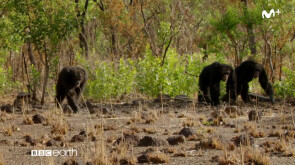 Dinastías: Chimpancés | #0