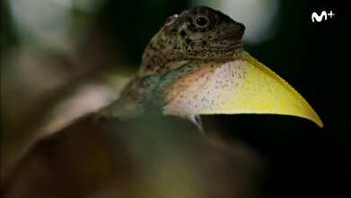 BBC Earth - Planeta Tierra II: Selvas
