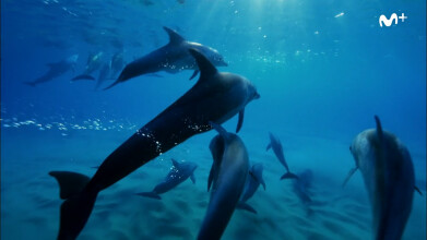 David Attenborough y el dragón marino | Delfines |#0