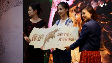 El mamífero más buscado: Angelababy Yeung | #0