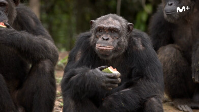 Scott y Milá: La isla de los chimpancés | #0