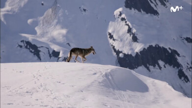 BBC Earth: La loba de las nieves | #0